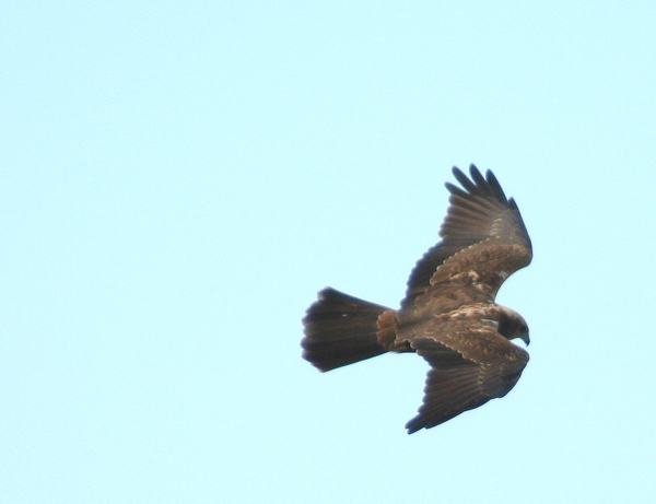 falco di palude
